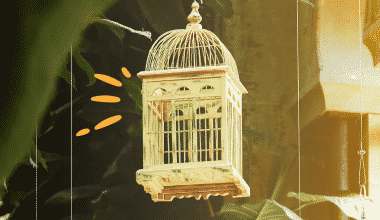 Best Bird Cages - Featured Image