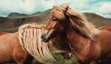 Best CBD Oil for Horses - Featured Image
