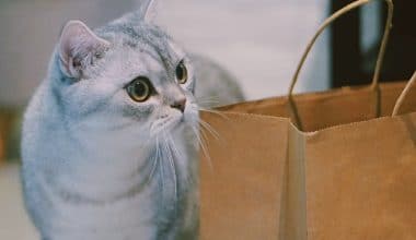 Best Cat Subscription Box - Featured Image
