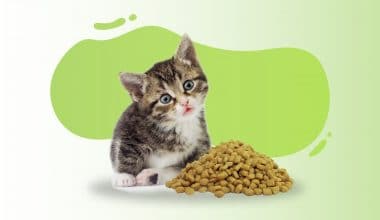 Best Kitten Food - Featured Image
