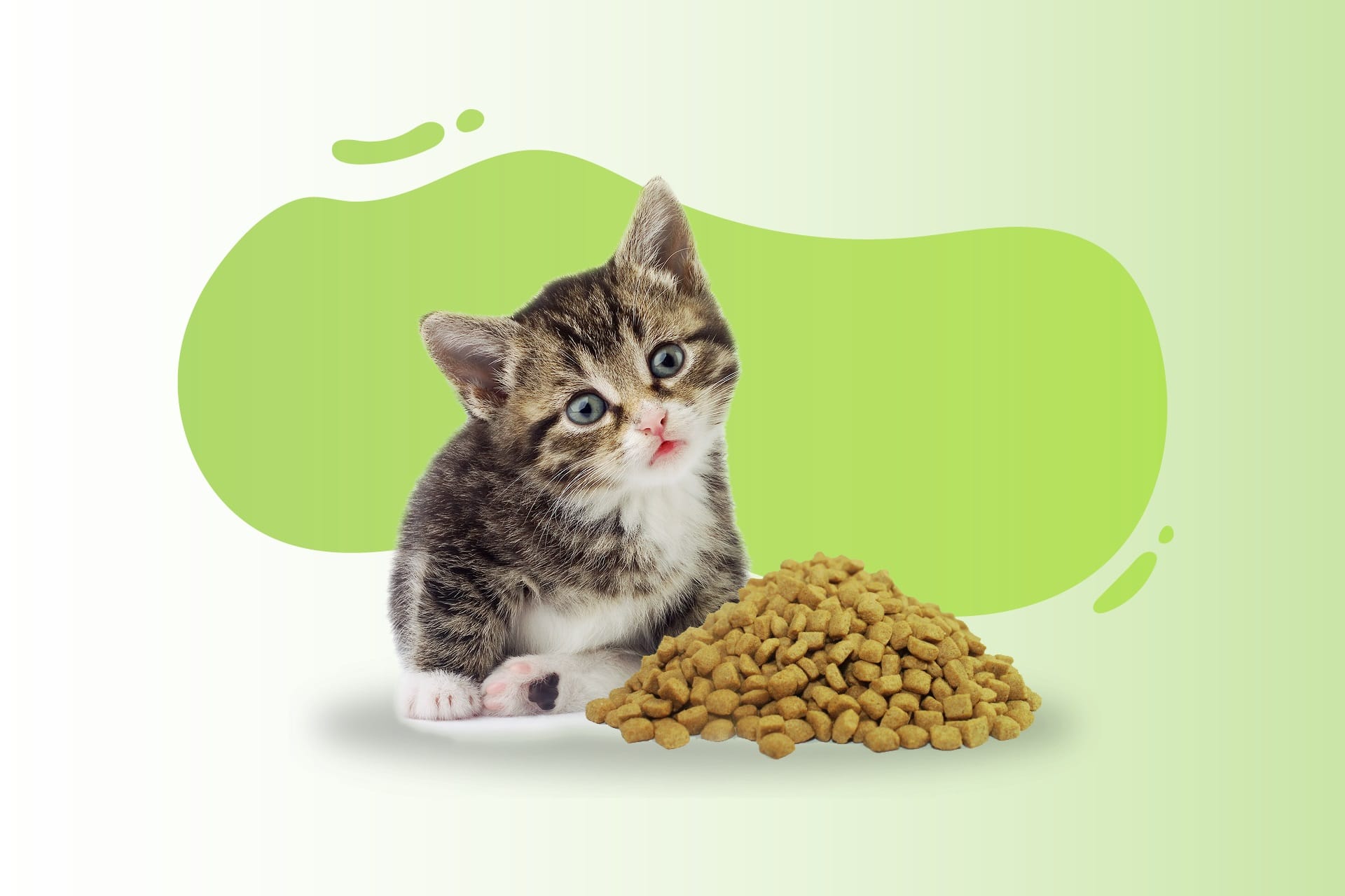 The Best Kitten Food of 2021 (Reviews & Buyer's Guide)