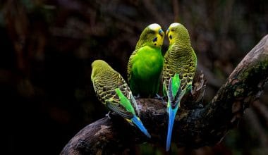 Best Parakeet Food - Featured Image