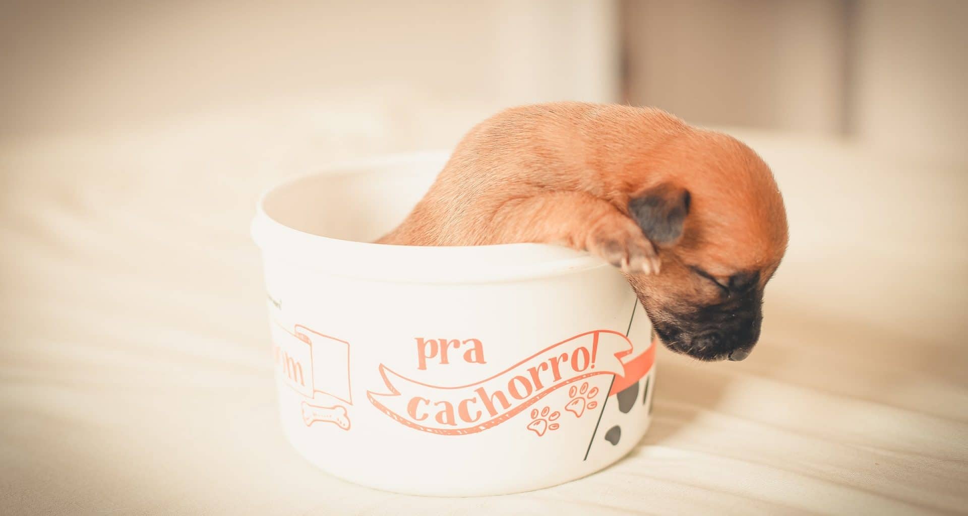 Best Wet Puppy Food - Featured Image
