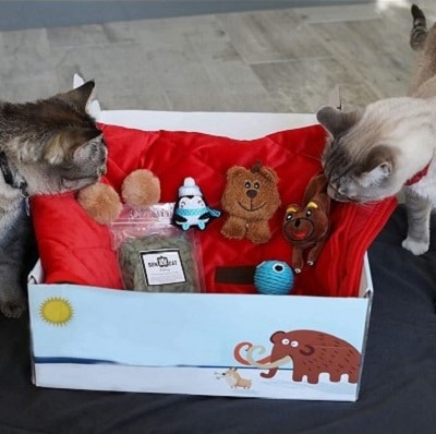 BoxCat Luxury Cat Boxes