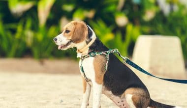 Best Dog Harness - Featured Image