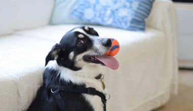 Best Dog Toys - Featured Image