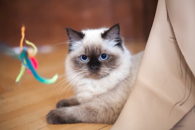 21 Most Popular Cat Breeds in the U.S. in 2022 - Parade Pets