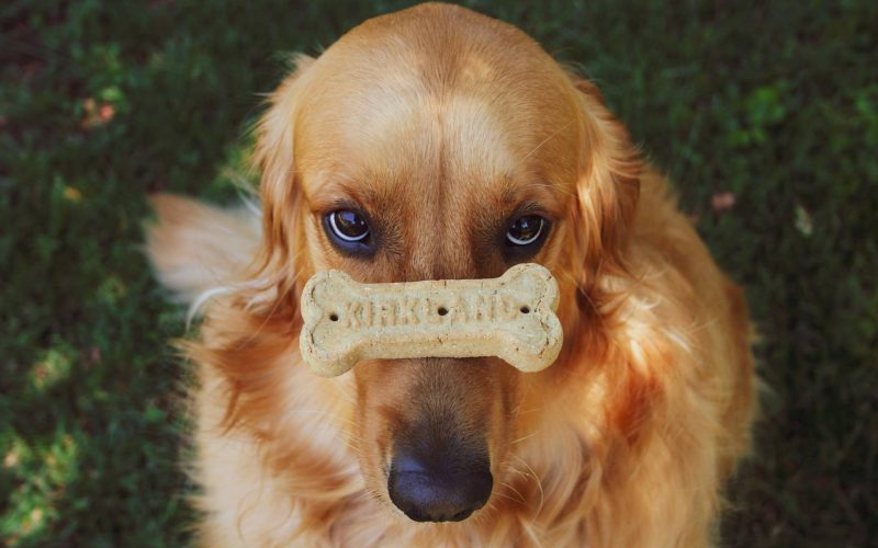 Best CBD Dog Treats - Featured Image