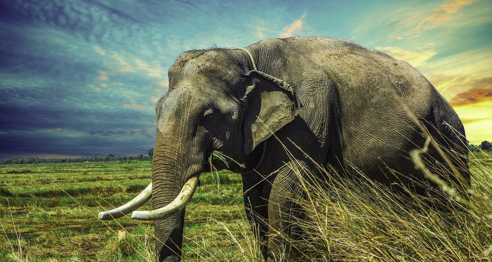Elephant Facts - Featured Image1