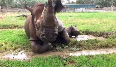 Black Rhino Born at Dubbo Zoo