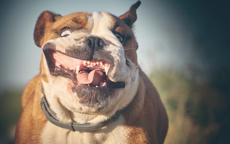 Celebrate the beauty of Bulldogs - Featured Image