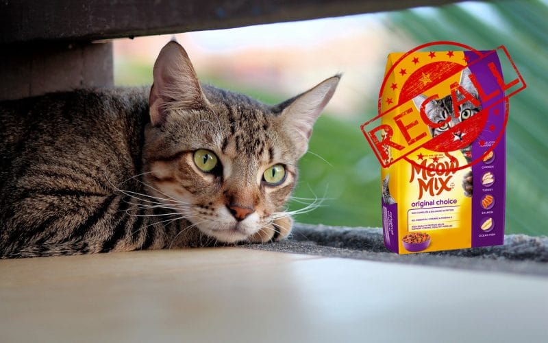 Meow Mix Recalls Due to Salmonella Risk - Featured Image