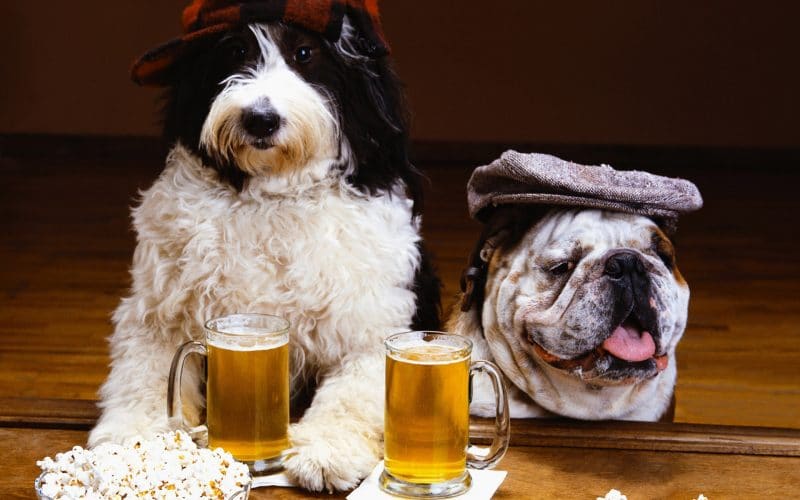 It's Five Paw'Clock Somewhere - Visit The Bark Social