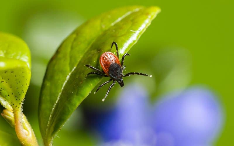Learn the Facts During Lyme Disease Awareness Month