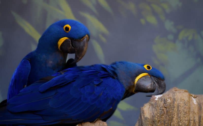 The Controversial Return of the Extinct Little Blue Macaw