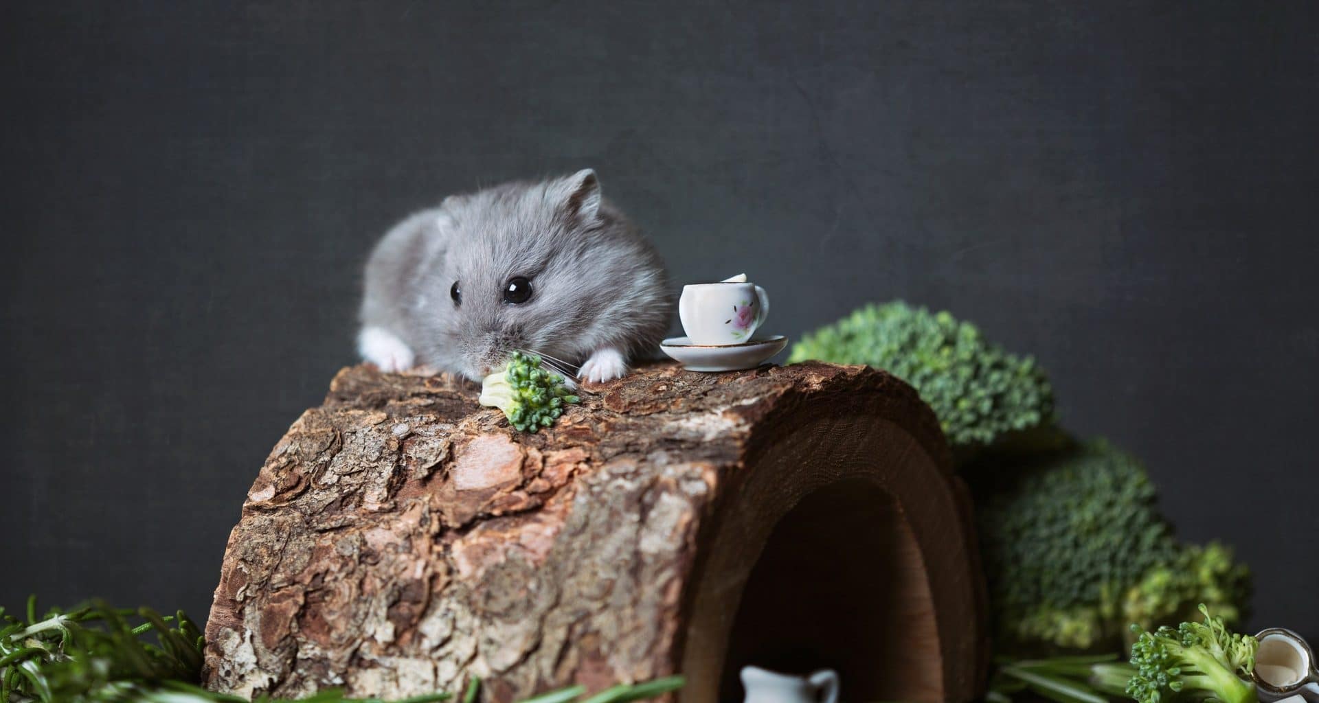 Best Hamster Food - Featured Image