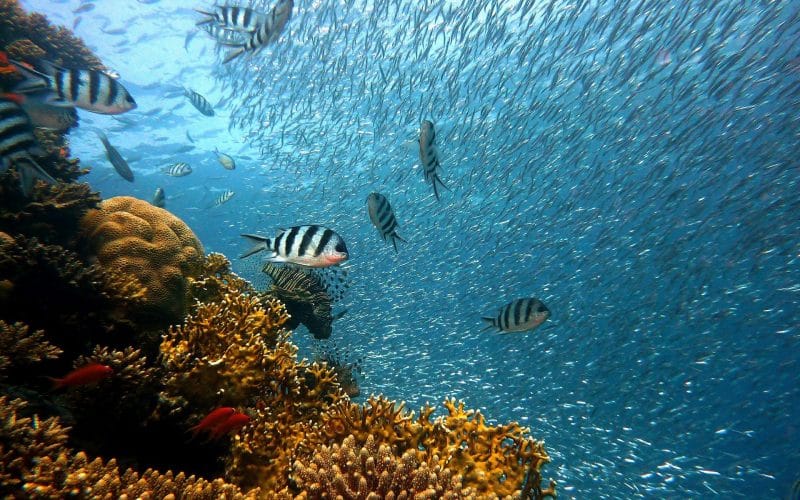 Ocean Floor to Be Fully Mapped by 2030, Passes 20% Mark