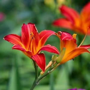 Are daylilies poisonous to dogs