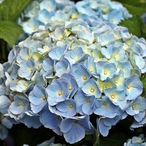 Are hydrangeas poisonous to cats
