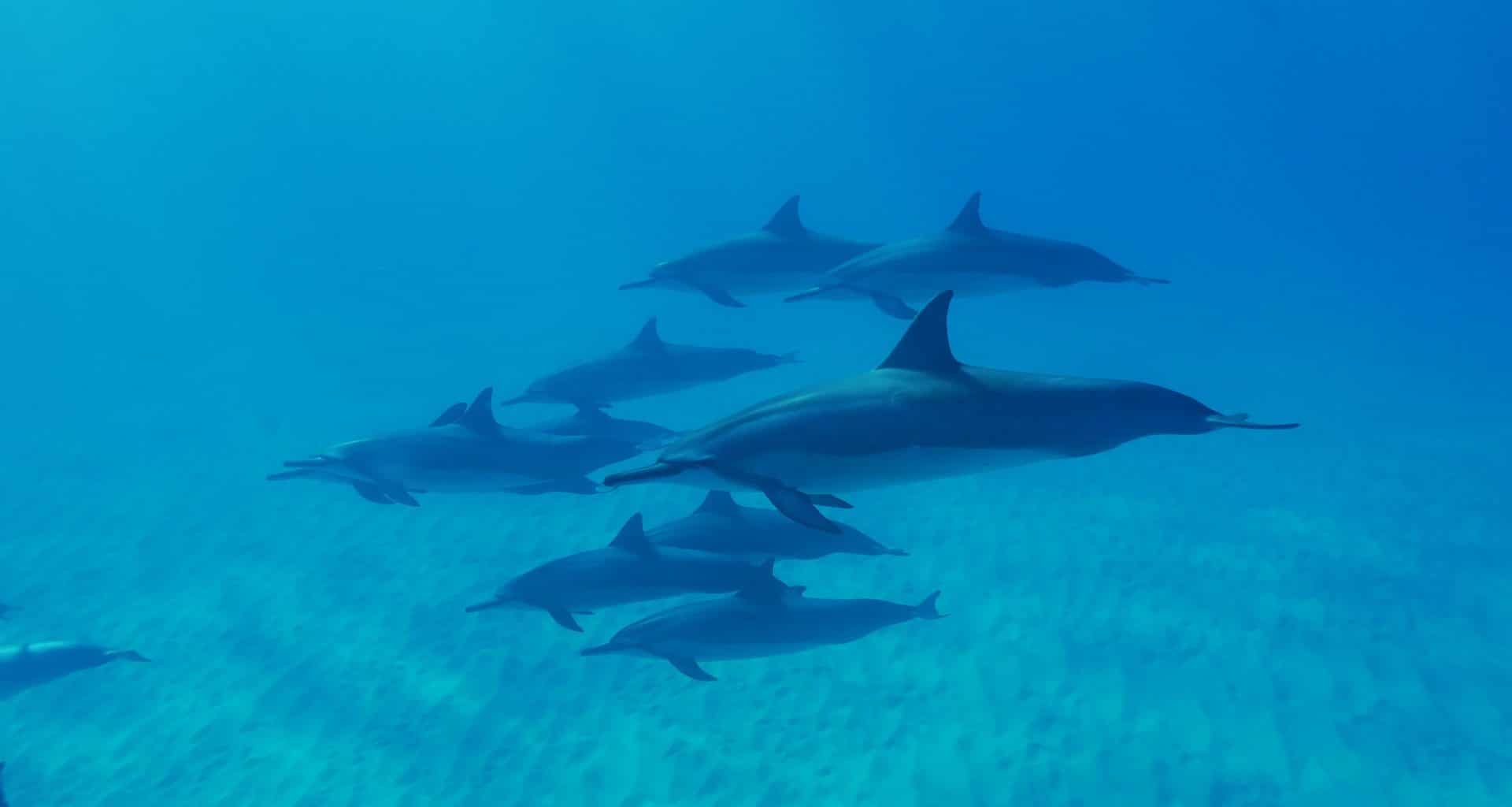 Dolphin Facts - Featured Image