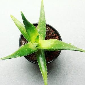 Is aloe toxic for dogs