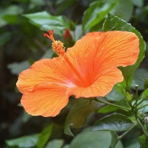 Is hibiscus poisonous to cats