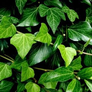 Is ivy poisonous to dogs