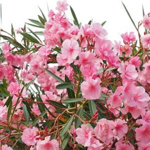 Is oleander poisonous to dogs