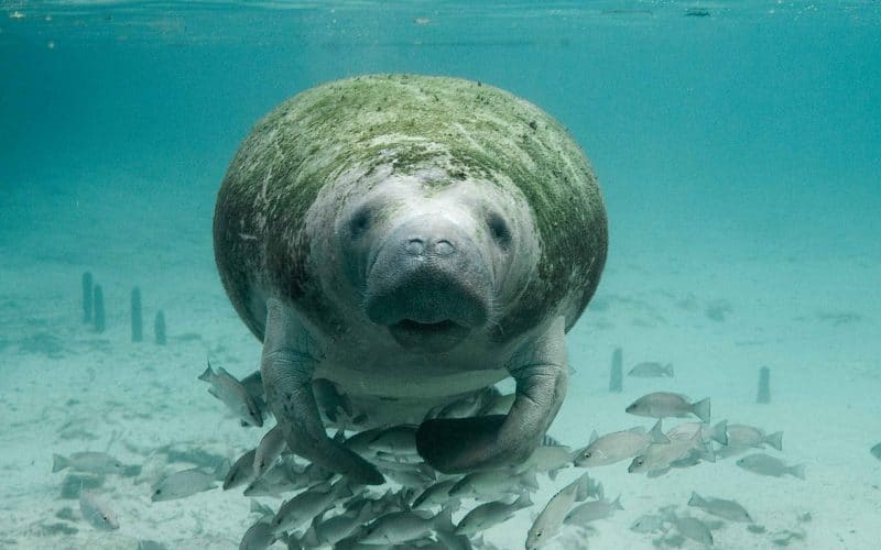 Record of 841 Manatee Deaths in Florida in 2021