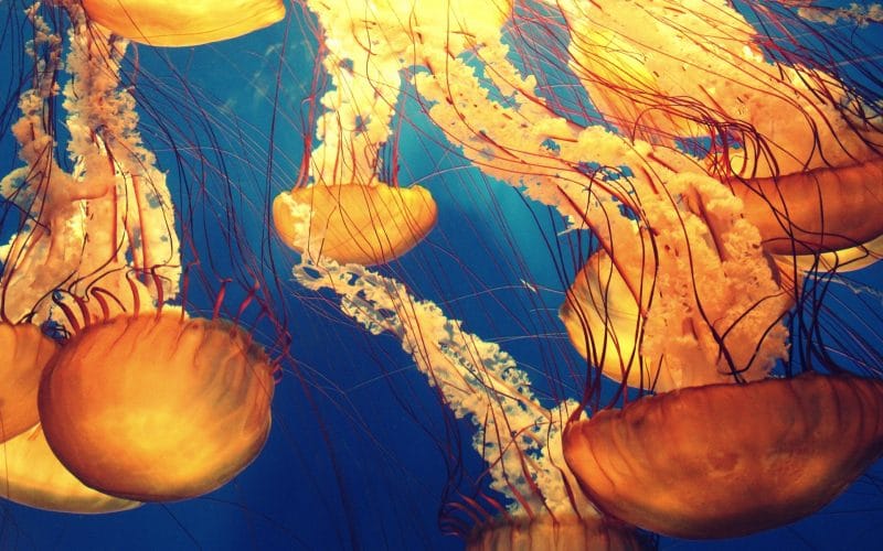 Thousands of Nettle Jellyfish Swarm Rhode Island Coast