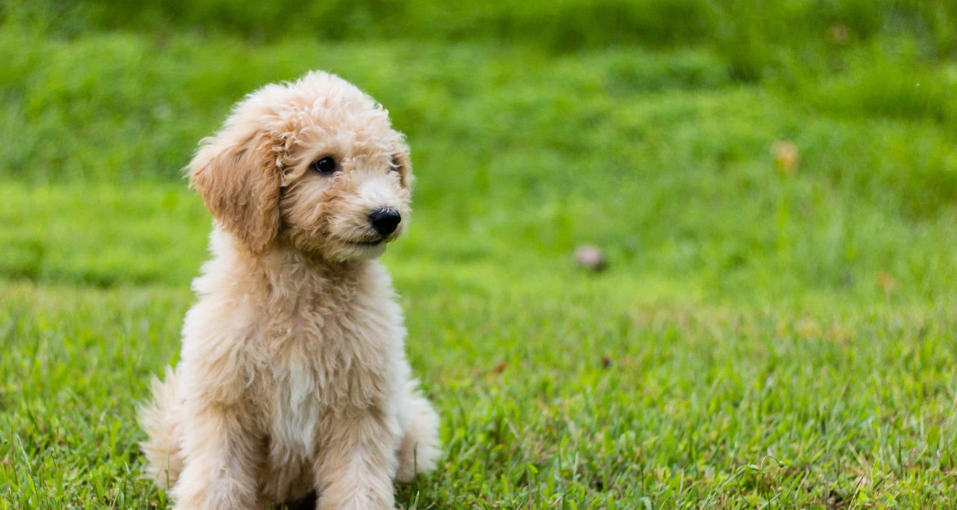 What is a Goldendoodle - Featured Image