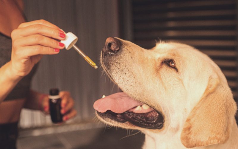 CBD Pet Market Expected to Reach $217.89 Million in 2021