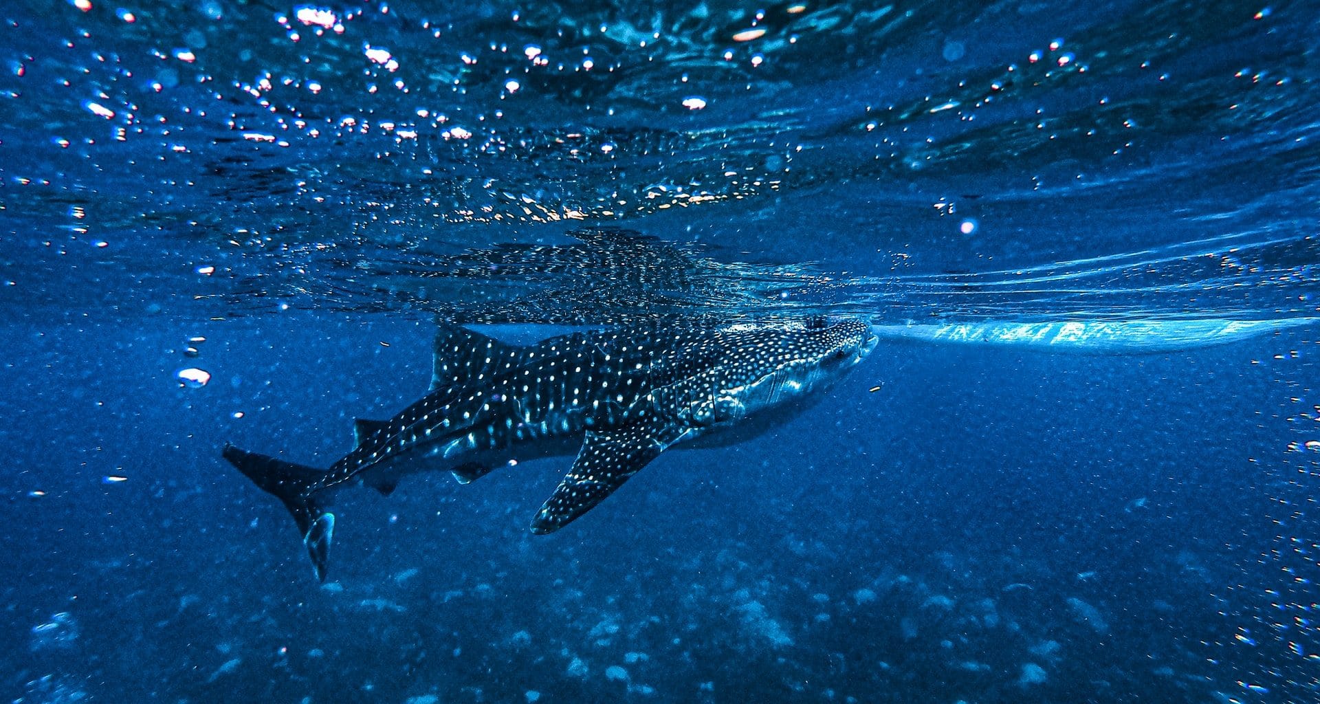 Whale Shark Facts - Featuring Image