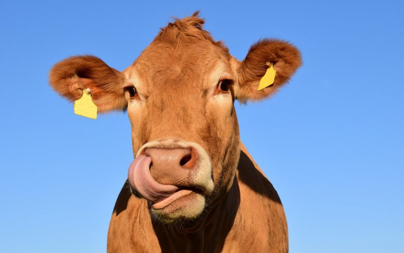 New Studies Suggest You Can Train Cows to Use Toilet