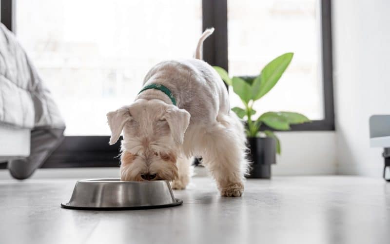 The Vegan Pet Food Market Expected to Reach $15.7 Million by 2028