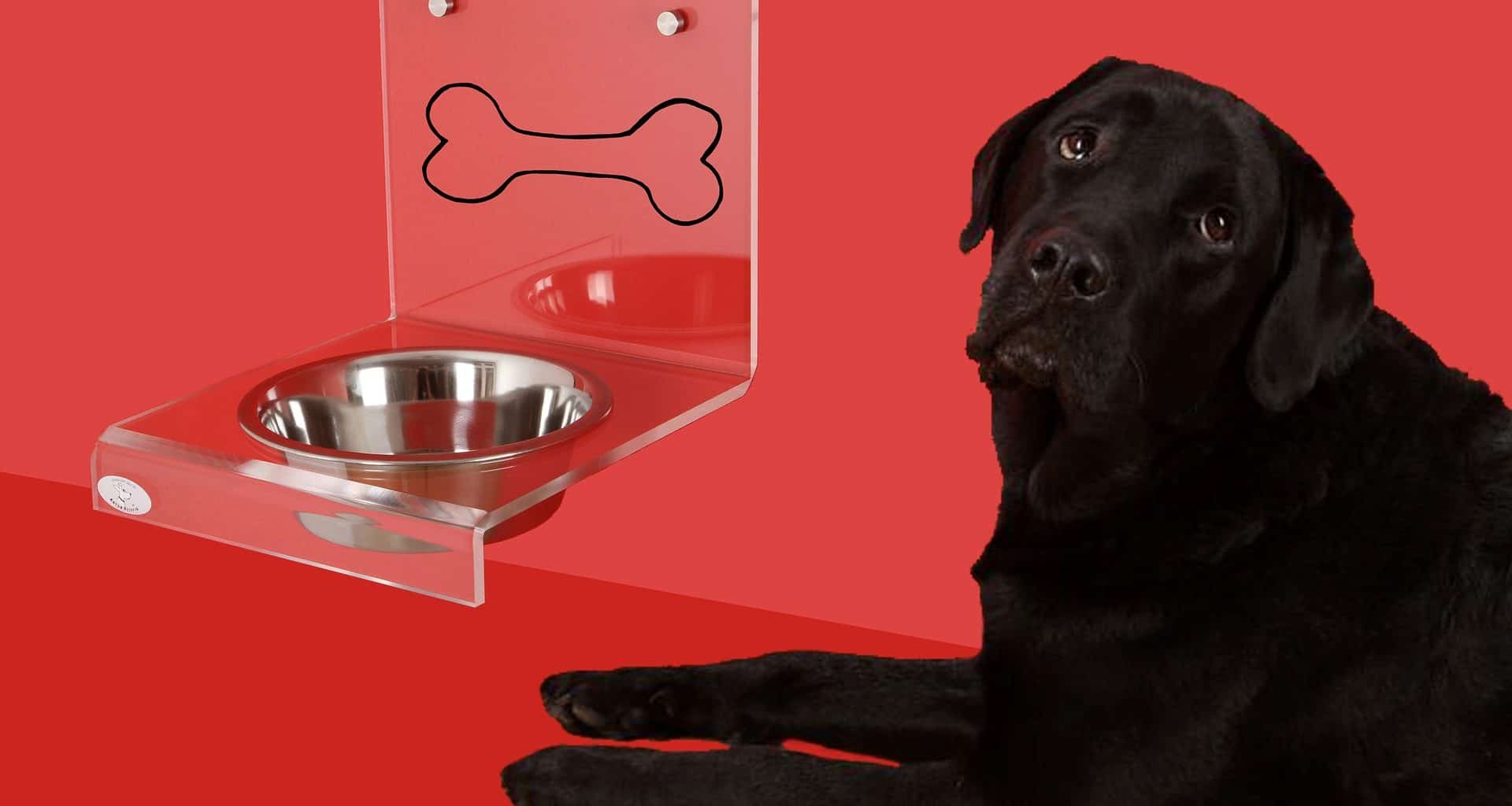 Best Spill-Proof Dog Bowl - Featured Image