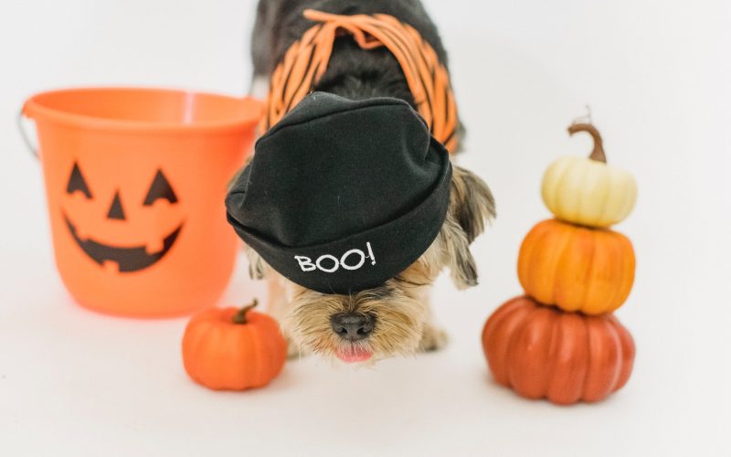 It's Halloween—Celebrate With Your Pet