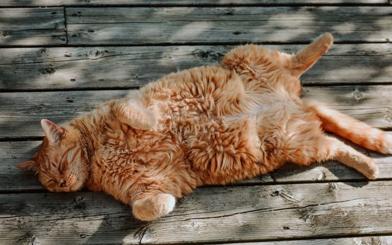 Pet Obesity Pandemic on the Rise