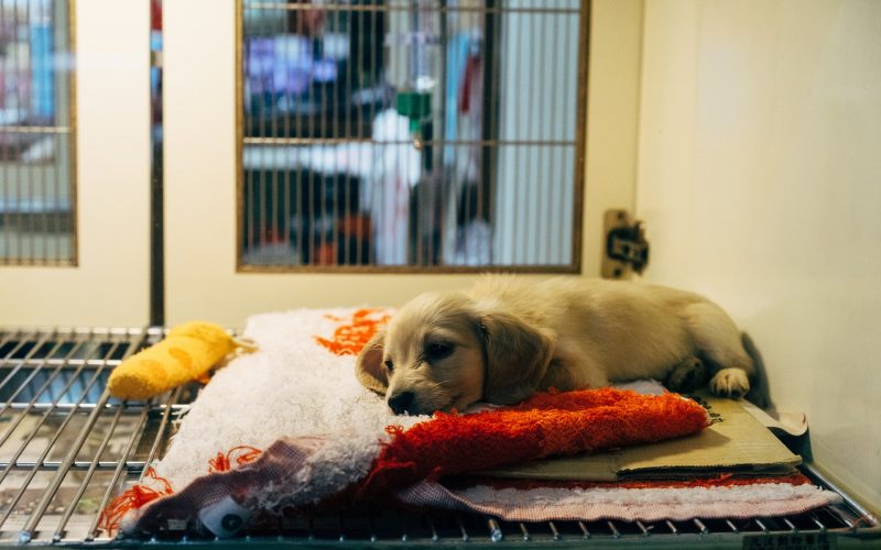 Shelters in Problems After Puppy Boom During Pandemic