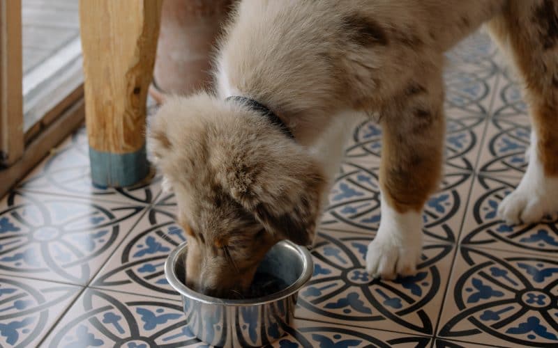 Sustainability Is the Top Pet Food Trend in 2021