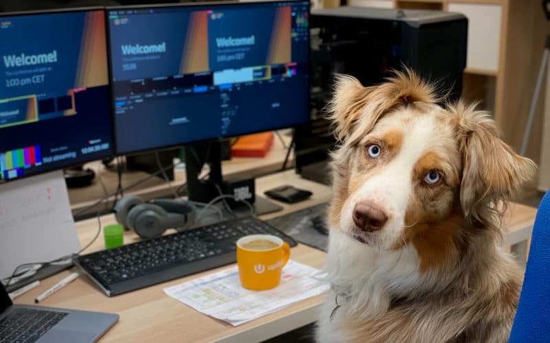 Top 10 Dog Friendly Companies in 2021