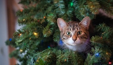 6 Hidden Pet Dangers - Celebrate The Holidays Safely