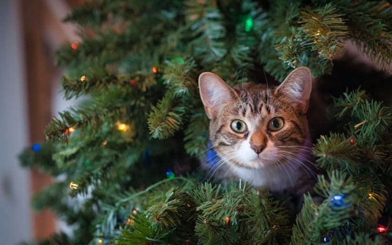 6 Hidden Pet Dangers - Celebrate The Holidays Safely
