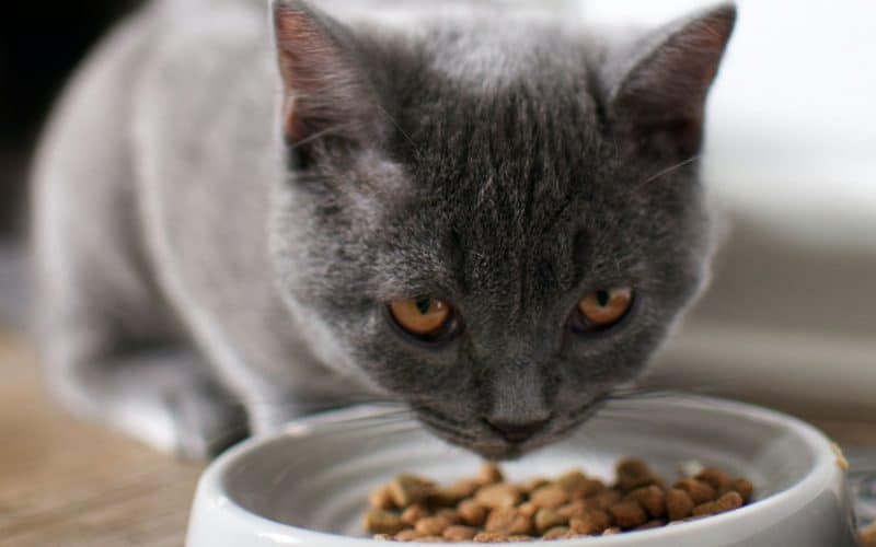 5 Superfoods to Dominate the Pet Food Market in 2022