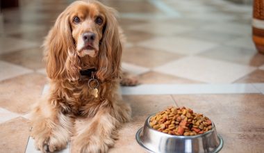Supply Issues for Pet Food Continue in 2022
