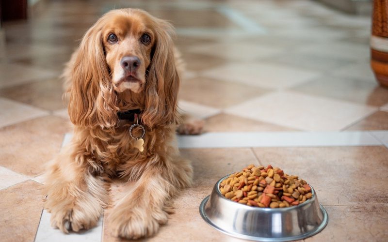 Supply Issues for Pet Food Continue in 2022