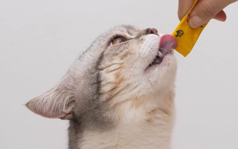Aging Cats Have Preferred Food Temperature — 98.6°F