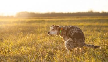 Best Probiotics for Dogs - Featured Image1