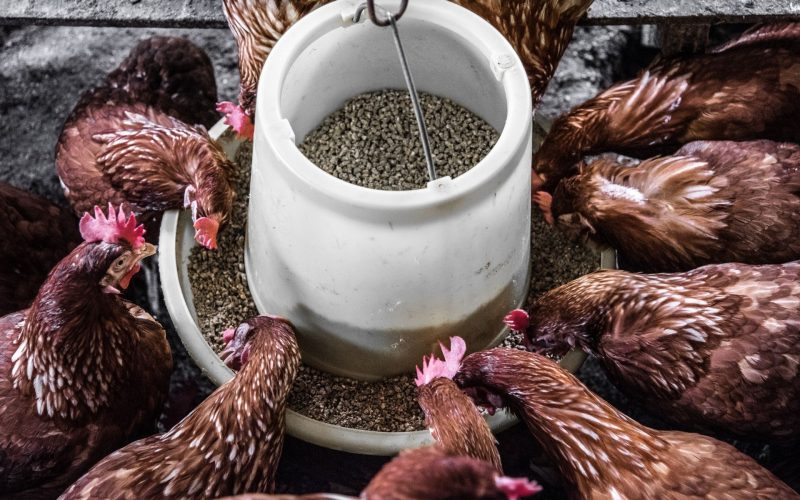 Global Animal Feed Production Grew by 2.3% In 2021