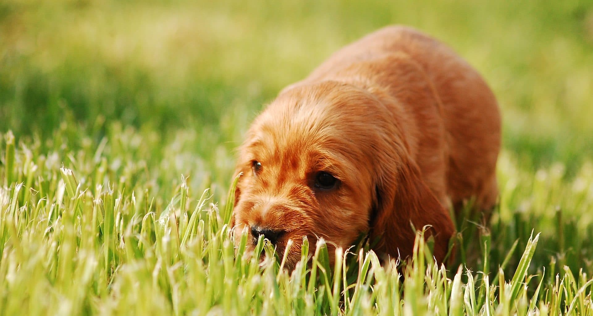 Why Do Dogs Eat Grass - Featured Image